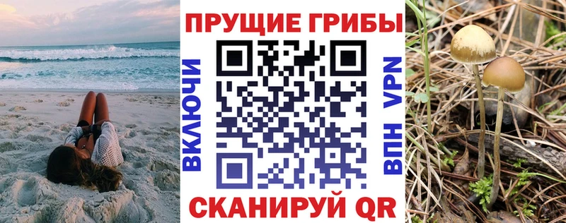 Псилоцибиновые грибы Psilocybe Купить Казань